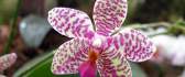 Beautiful orchid - white petals with pink shapes