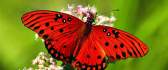 Beautiful red butterfly with black dots on a flower