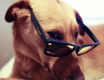 Intelligent dog - wears glasses