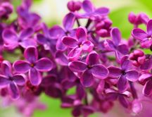 Beautiful lilac flower - HD wallpaper