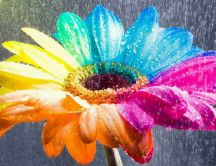 Rain over a rainbow flower