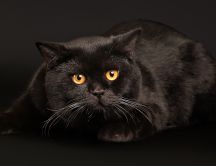 Big black kitty