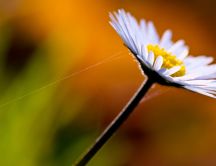 Daisy white flower with spider
