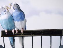 Love birds - beautiful two blue parakeets