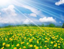 Yellow field full of dandelions