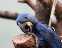Blue parrot close up