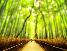 Blurry bamboo forest HD wallpaper
