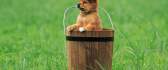 Little puppy in a wooden bucket on the field