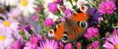 Butterfly on flowers - cat eyes