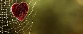 Red heart caught in spider web