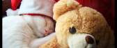 Cat sleeping with it's teddy bear - Christmas Ho Ho Ho!