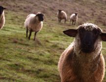 Sheep on the field HD wallpaper