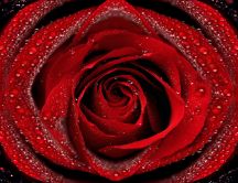 Red rose with velvet petals full of water