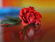 Red rose on a glass table - mirror
