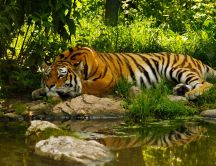 A sad tiger in the jungle