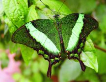 Green insect - beautiful butterfly on a leaf