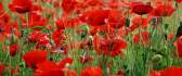 Red Poppy flower field HD wallpaper