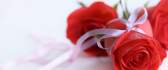 Red roses - bouquet HD wallpaper