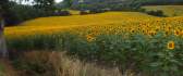 Nature landscape - sunflowers field