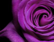 Beautiful purple rose - velvet petals