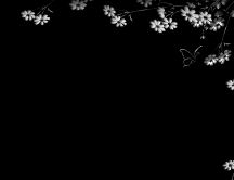 Black desktop with beautiful white flowers
