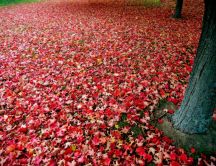 Autumn red blanket HD wallpaper