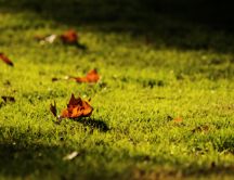 Some copper-colored leaves on a green field