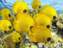 School of yellow fish HD wallpaper