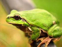 A green frog sitting on a bar HD wallpaper