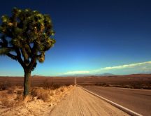 Lone Joshua tree in the desert