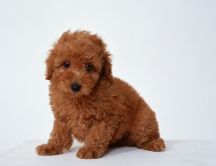 Sweet little puppy - fluffy dog - animal hd wallpaper