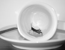 A small cricket in a white coffee cup