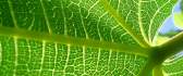 Veins of a green leaf HD wallpaper