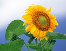Natural drawing - macro sunflower HD wallpaper