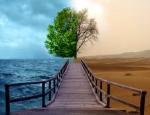 Ocean versus Desert - greened tree versus dry tree