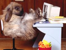 Fluffy rabbit on the office HD wallpaper