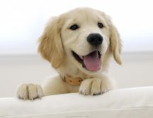 Beautiful puppy climbing on the couch HD wallpaper