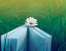 A flower between the pages of a book on the grass