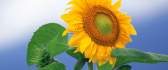 Natural drawing - macro sunflower HD wallpaper