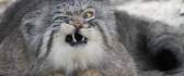 Funny animal - scary face HD wallpaper