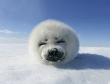 One small and fluffy baby seal HD wallpaper