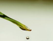One drop of water dripping off a blade of grass