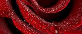 Velvety red rose full of water drops HD wallpaper