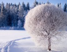 A beautiful white tree - covered with frost