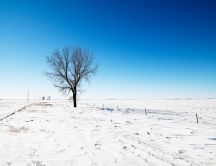 A single tree on a white field of snow