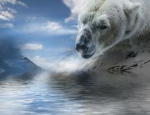 The polar bear - animal of snow