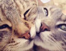 Love between animals - true love