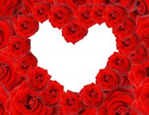 Lots of velvety red roses - Valentine's Day