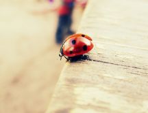 Ladybug on the curb - ready to fly