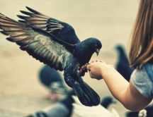 A friendly pigeon sit in a girl's hand